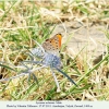 lycaena ochimus talysh male4